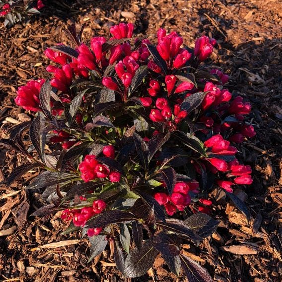 Weigela 'Electric Love'