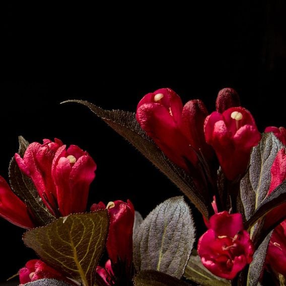 Weigela 'Electric Love'