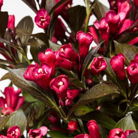Weigela 'Electric Love'