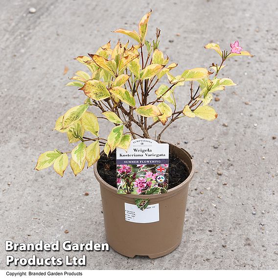 Weigela 'Kosteriana Variegata'