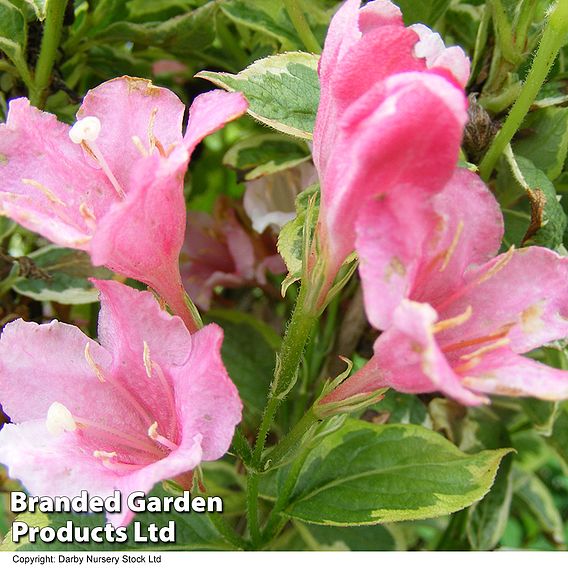Weigela 'Kosteriana Variegata'