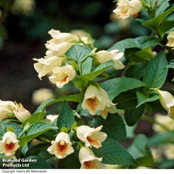 Weigela middendorffiana