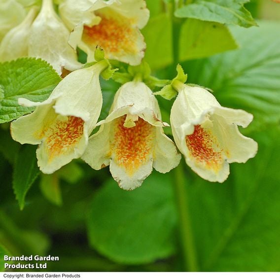 Weigela middendorffiana