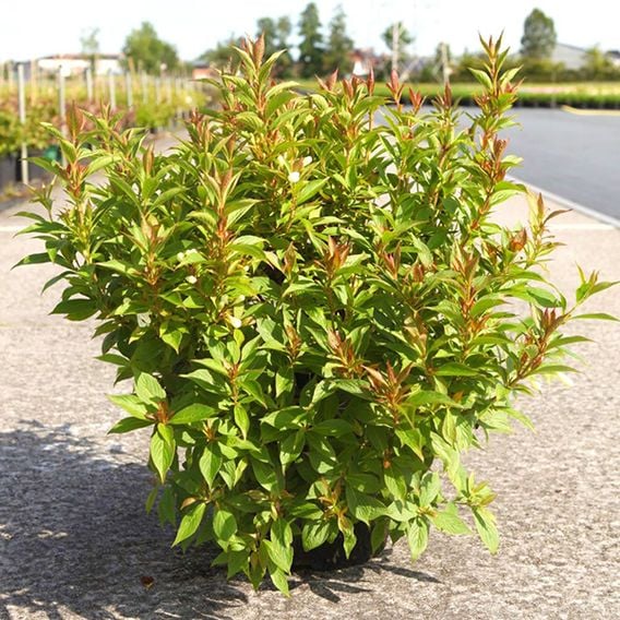 Weigela 'Picobella Bianco'