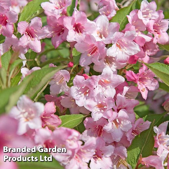 Weigela rosea