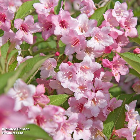 Spring Flowering Shrub Trio