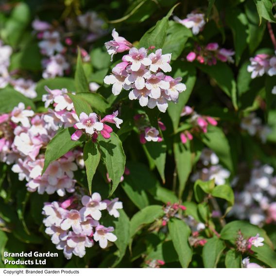 Spring Flowering Shrub Trio