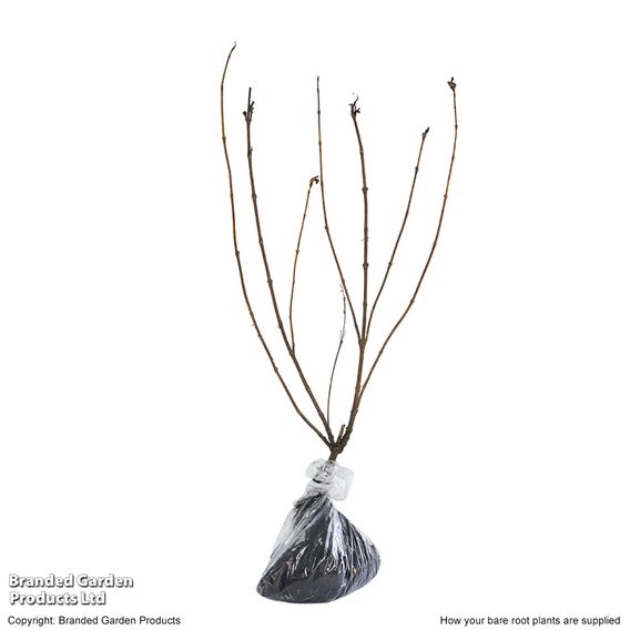 Spring Flowering Shrub Trio