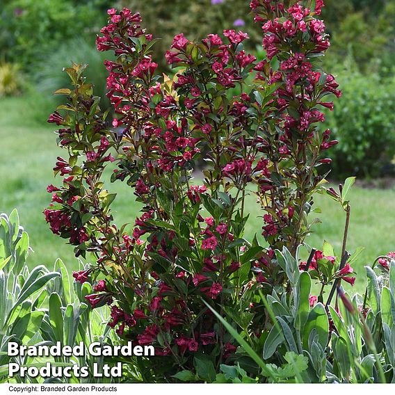 Weigela Towers of Flowers® 'Cherry'