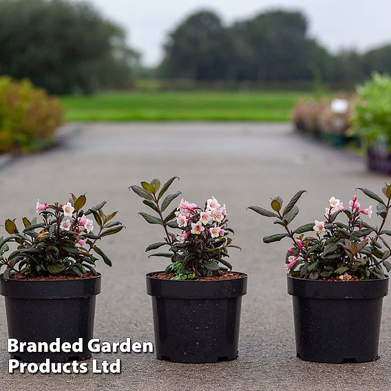 Weigela 'Vintage Love'