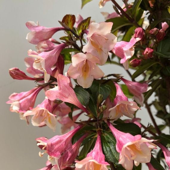 Weigela 'Vintage Love'