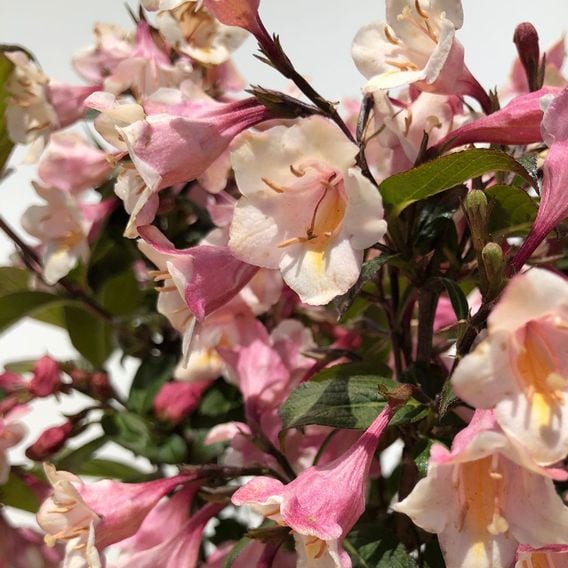Weigela 'Vintage Love'