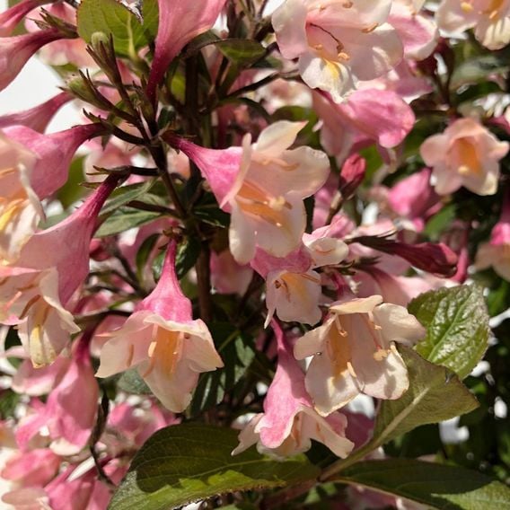 Weigela 'Vintage Love'