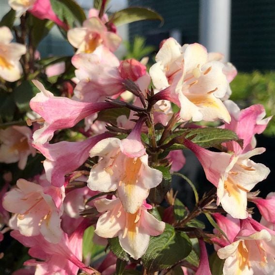 Weigela 'Vintage Love'