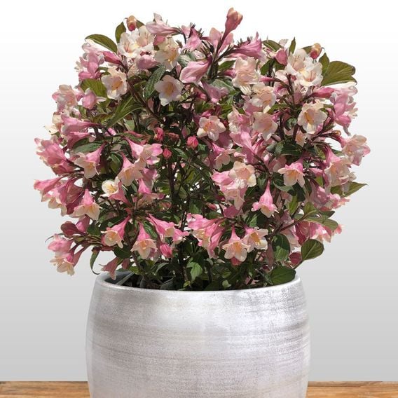 Weigela 'Vintage Love'