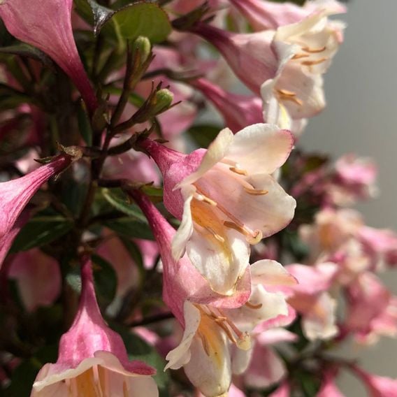 Weigela 'Vintage Love'
