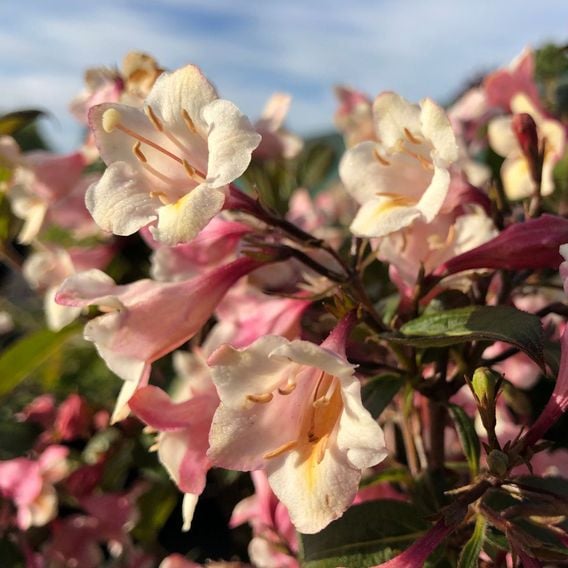 Weigela 'Vintage Love'