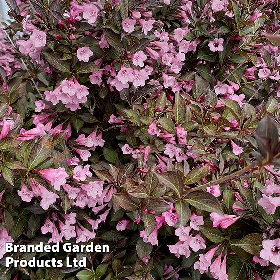 Weigela 'Vintage Love'