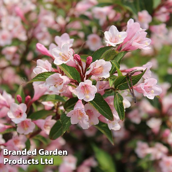 Weigela 'Vintage Love'