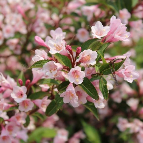 Weigela 'Vintage Love'