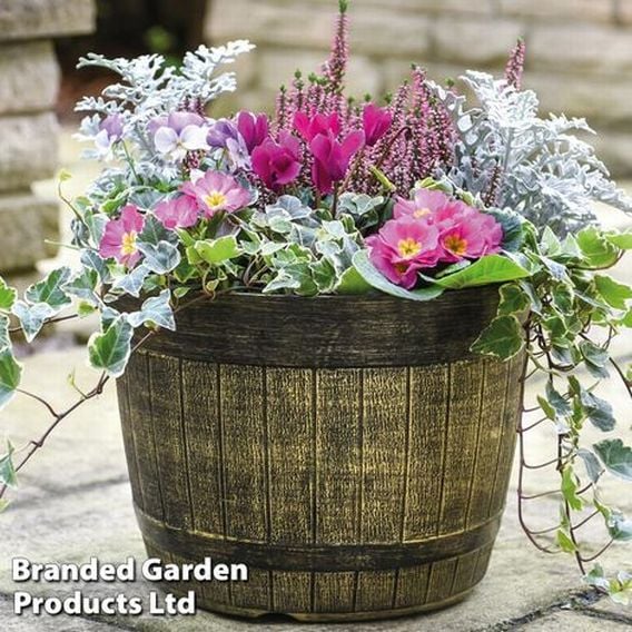 Lilac 'Palibin' (standard)