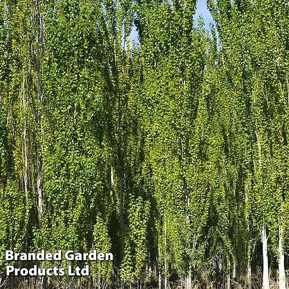 White Poplar (Hedging)