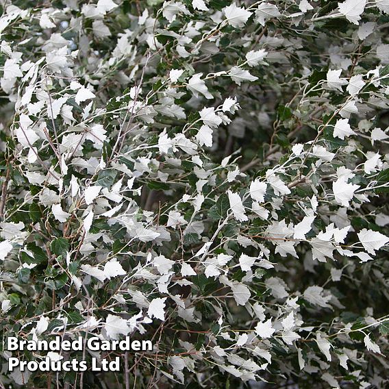 White Poplar (Hedging)