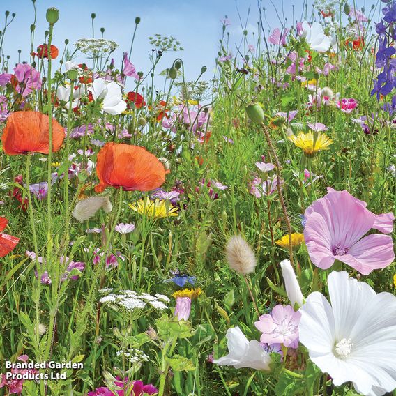 Native British Wildflower Mix 'Patio Pots' - Seeds