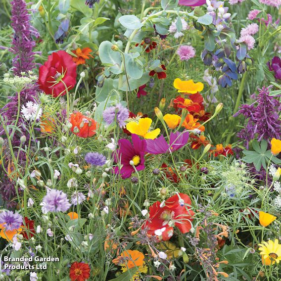 Native British Wildflower Mix 'Patio Pots' - Seeds