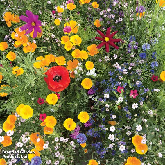 Native British Wildflower Mix 'Patio Pots' - Seeds