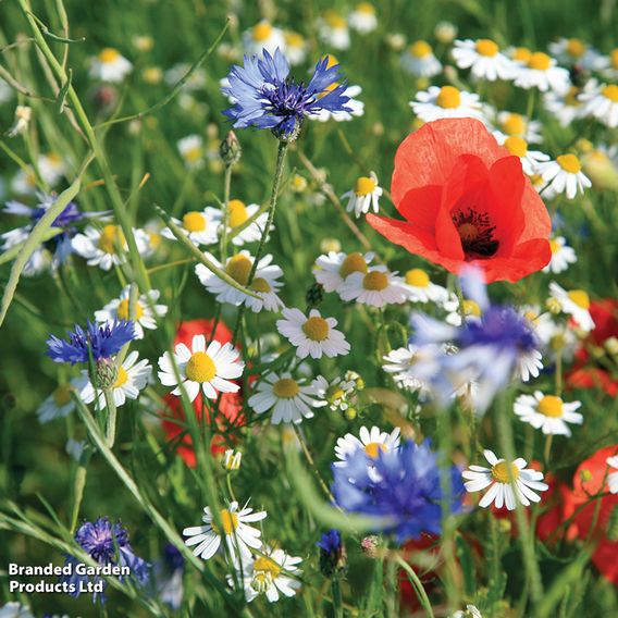Native British Wildflower Mix 'Window Box' - Seeds