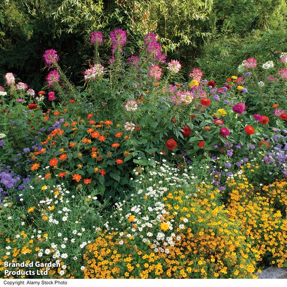 Native British Wildflower Mix 'Patio Pots' - Seeds