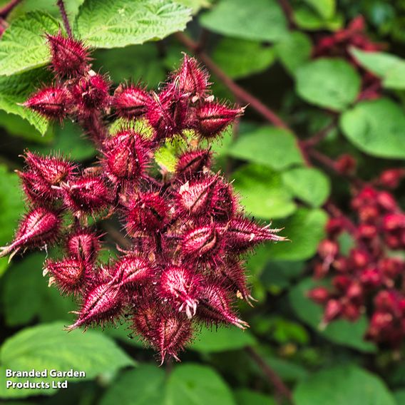 Japanese Wineberry