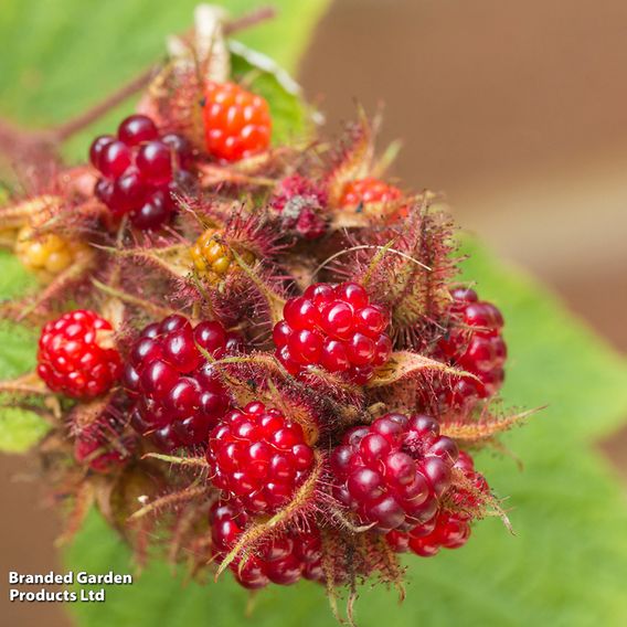 Japanese Wineberry