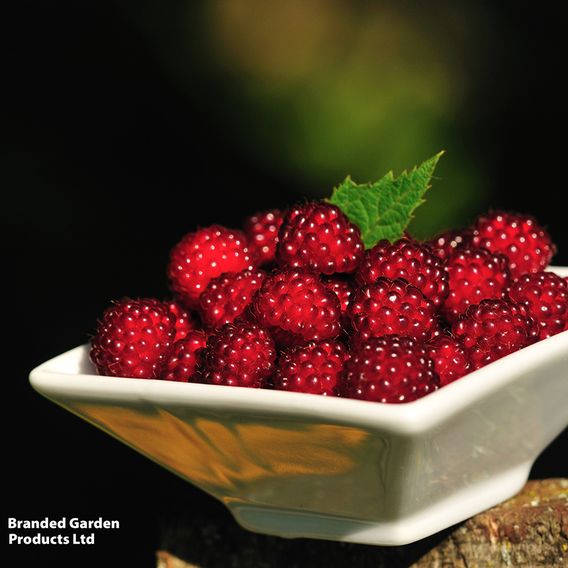 Japanese Wineberry