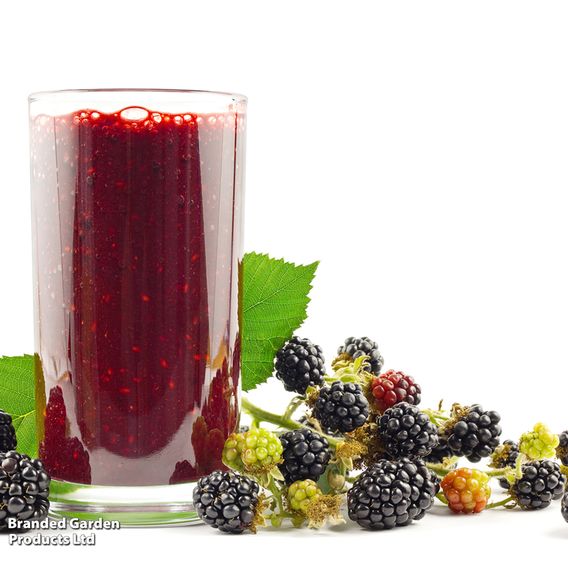 Japanese Wineberry