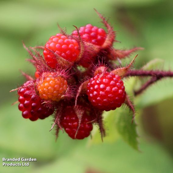 Japanese Wineberry