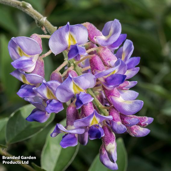 Wisteria macrostachya 'Blue Moon'