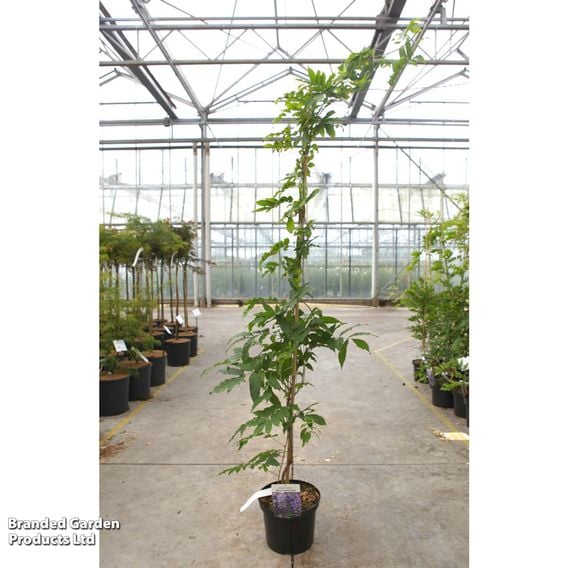 Wisteria sinensis 'Blue Sapphire'