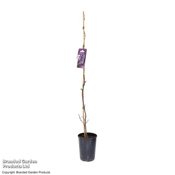 Wisteria 'Caroline'