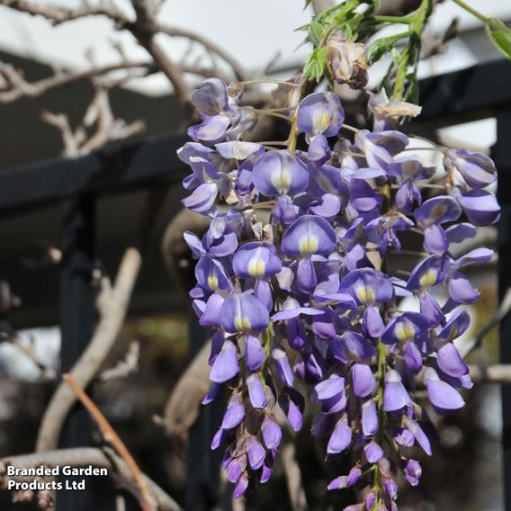 Wisteria floribunda 'Lavender Lace'