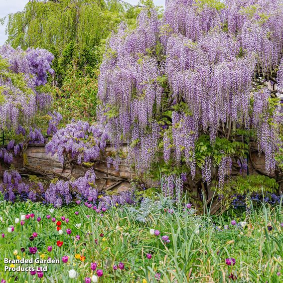 Wisteria floribunda 'Lavender Lace'
