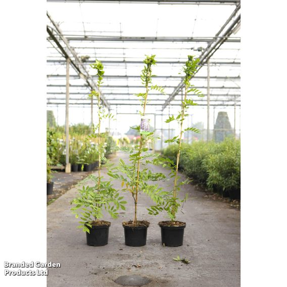 Wisteria floribunda 'Violacea Plena'