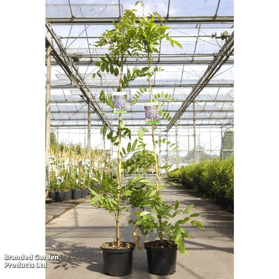 Wisteria floribunda 'Violacea Plena'