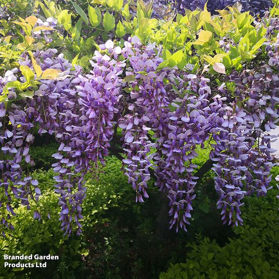 Wisteria sinensis