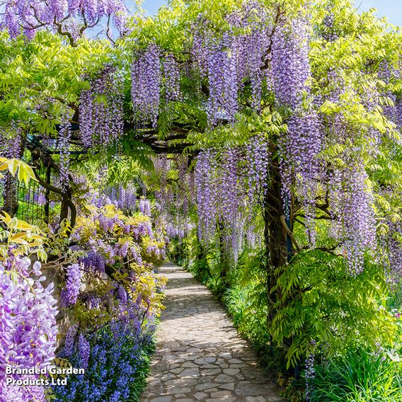 Wisteria sinensis