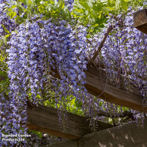 Wisteria sinensis