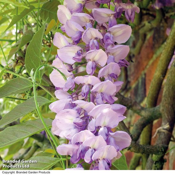 Wisteria sinensis