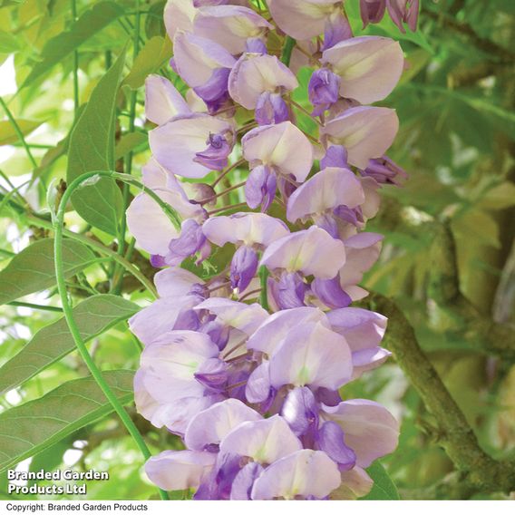 Wisteria sinensis