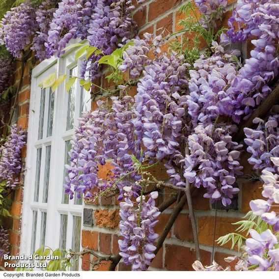 Wisteria sinensis